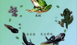 蝌蚪视频在线观看,在线观看的奇妙之旅